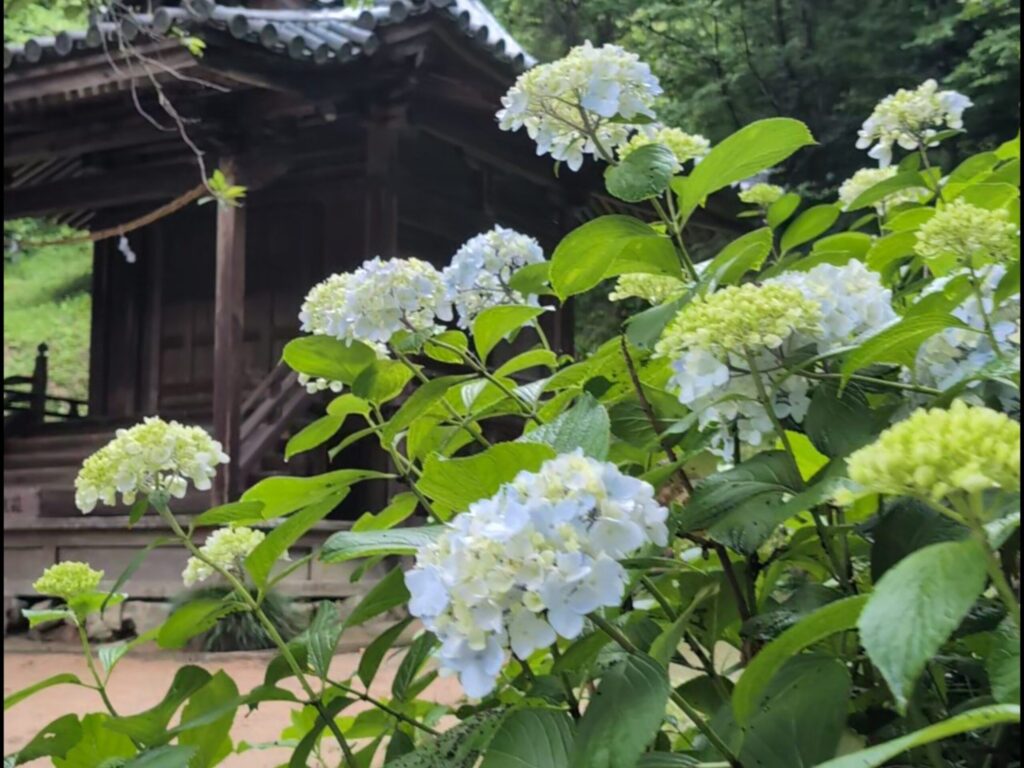 あじさいと岩山宮