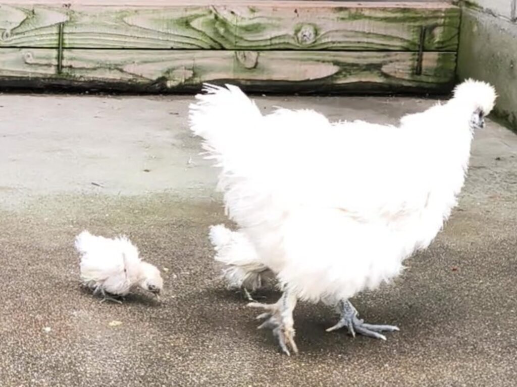 阿智神社 烏骨鶏の小屋