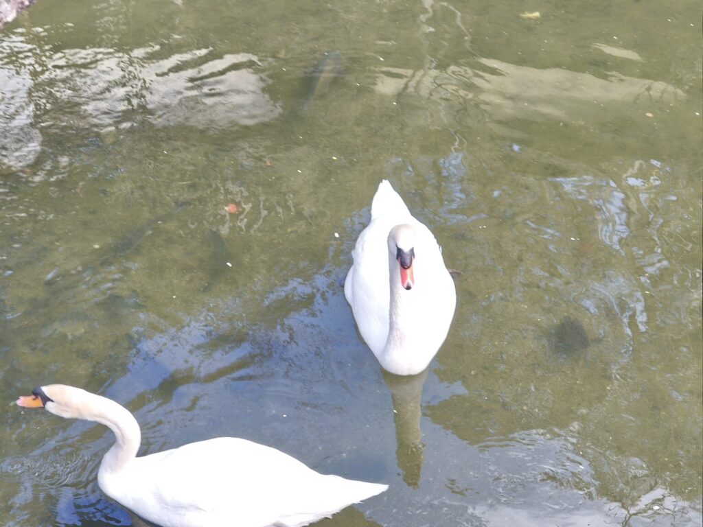 倉敷川の こぶ白鳥