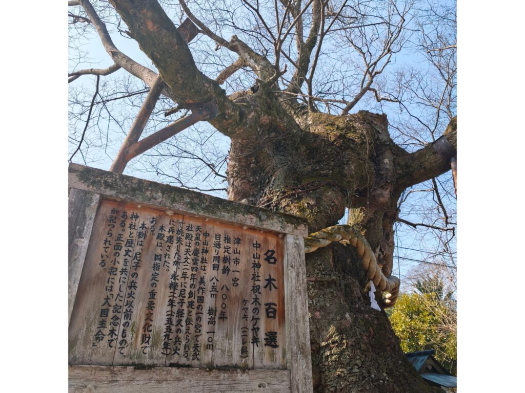 祝木（いぼぎ）のケヤキ
