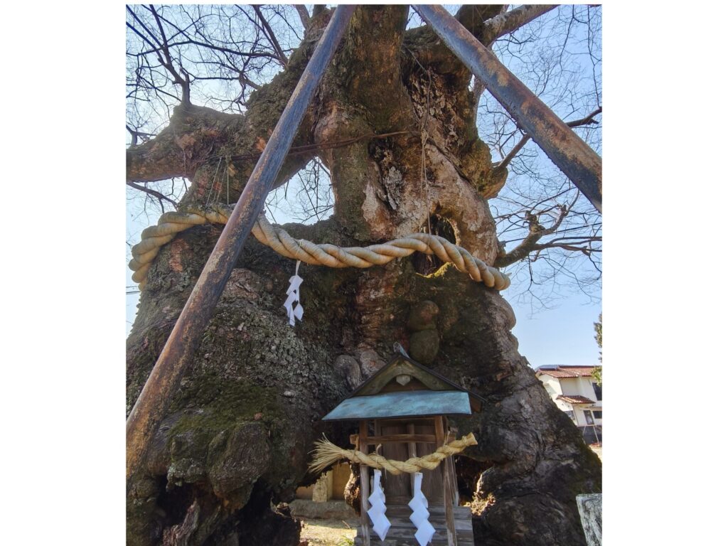 祝木（いぼぎ）のケヤキとお社