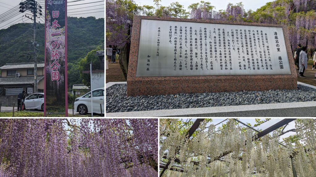 和気町藤公園 藤棚