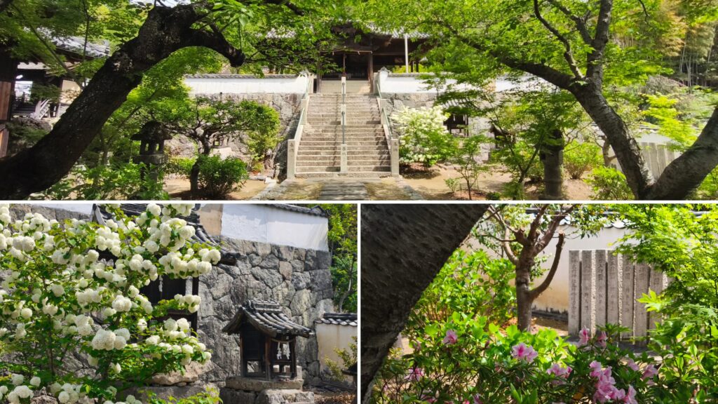 大内神社 ツツジ