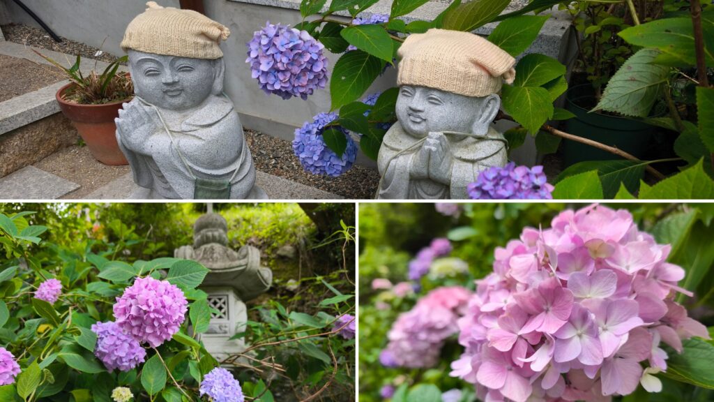 西法院 紫陽花