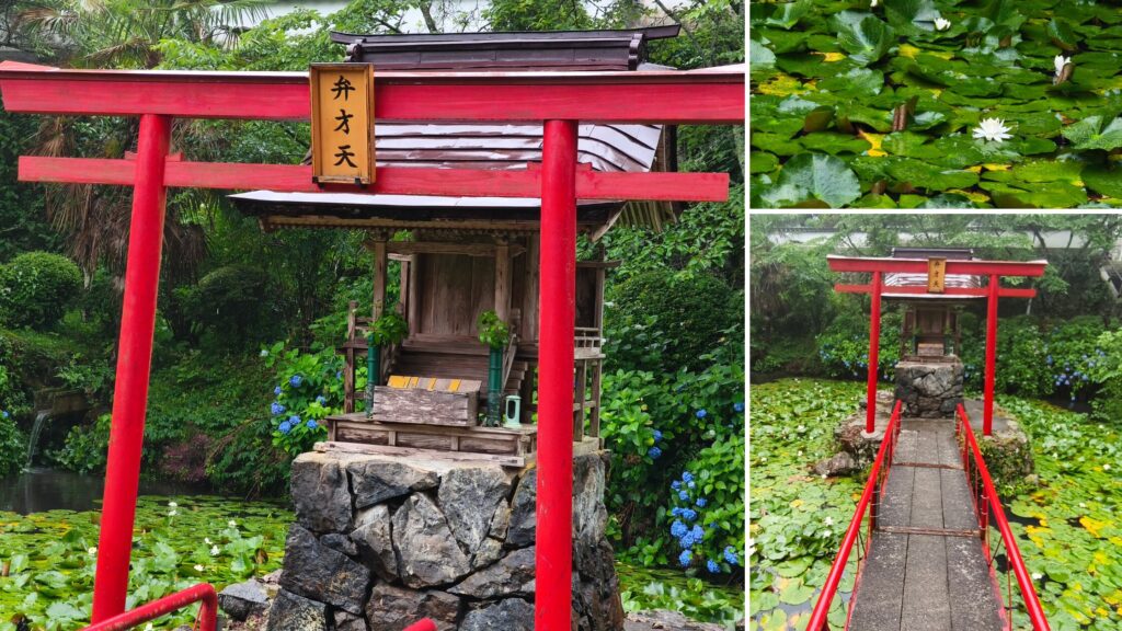 木山寺の弁天池の紫陽花と睡蓮