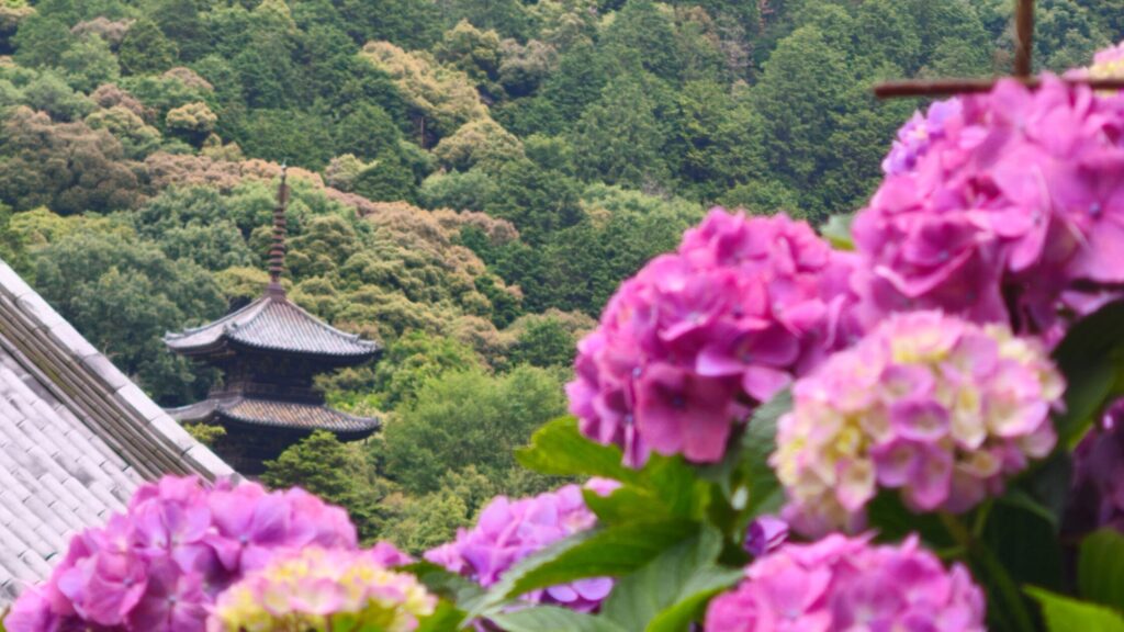 西法院 紫陽花越しの三重塔