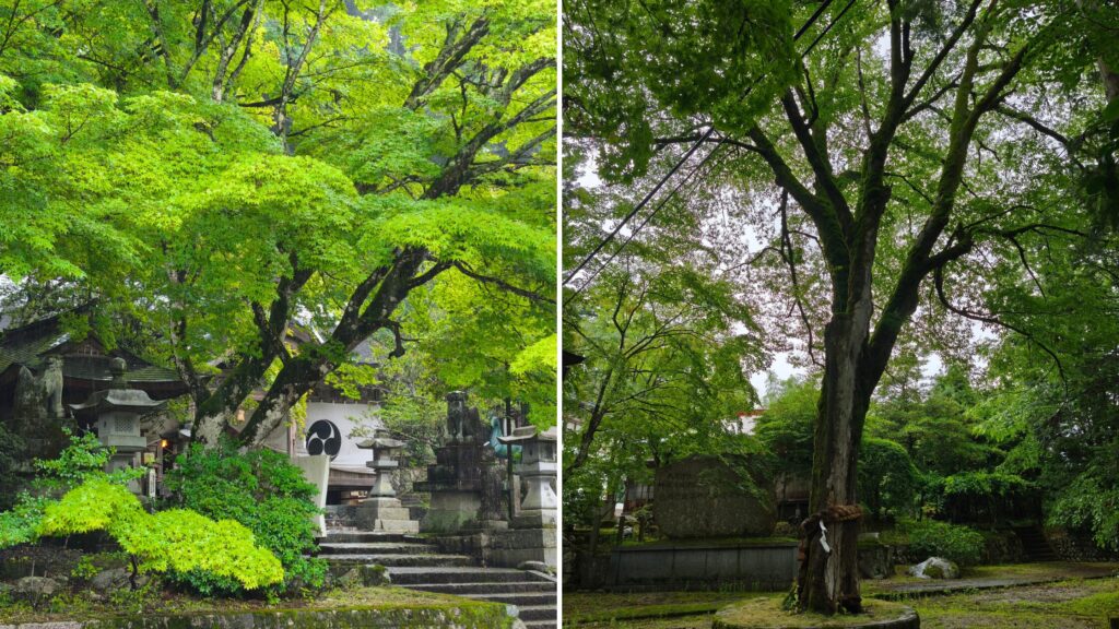 大津神社 青もみじ
