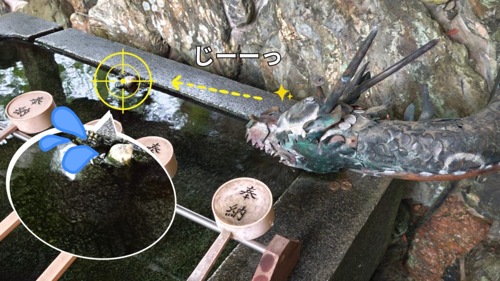 大津神社 亀様をねらう龍神様