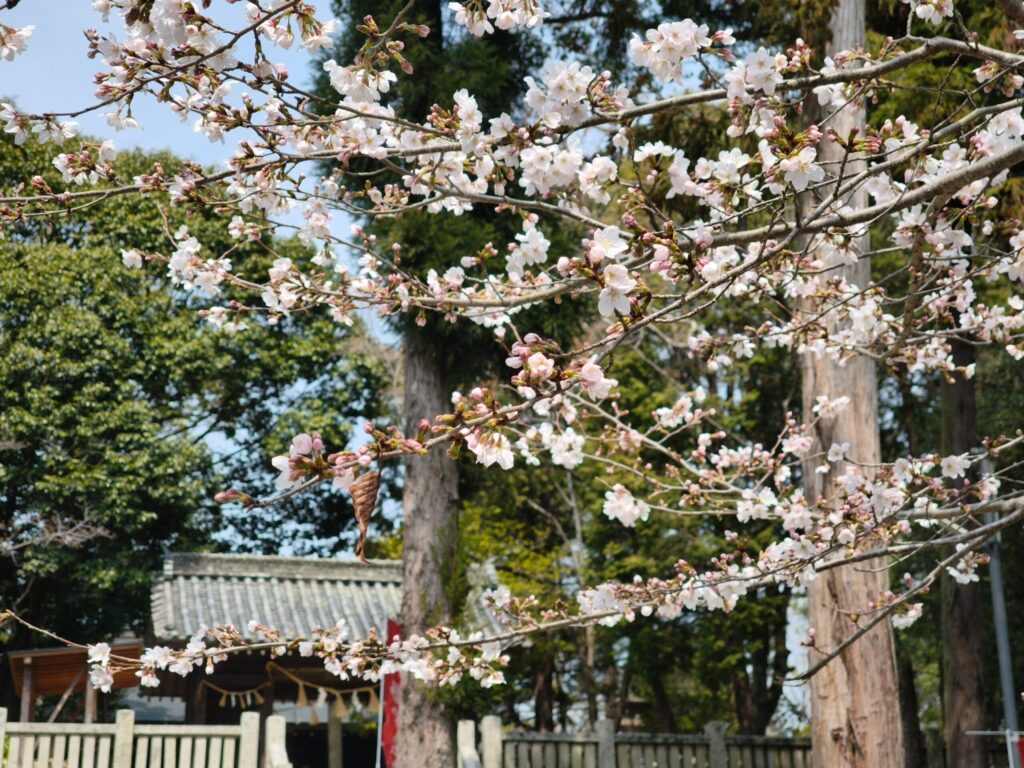 窪八幡宮 境内の桜