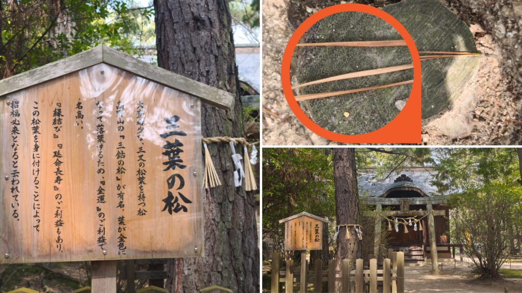 窪八幡宮 三葉の松