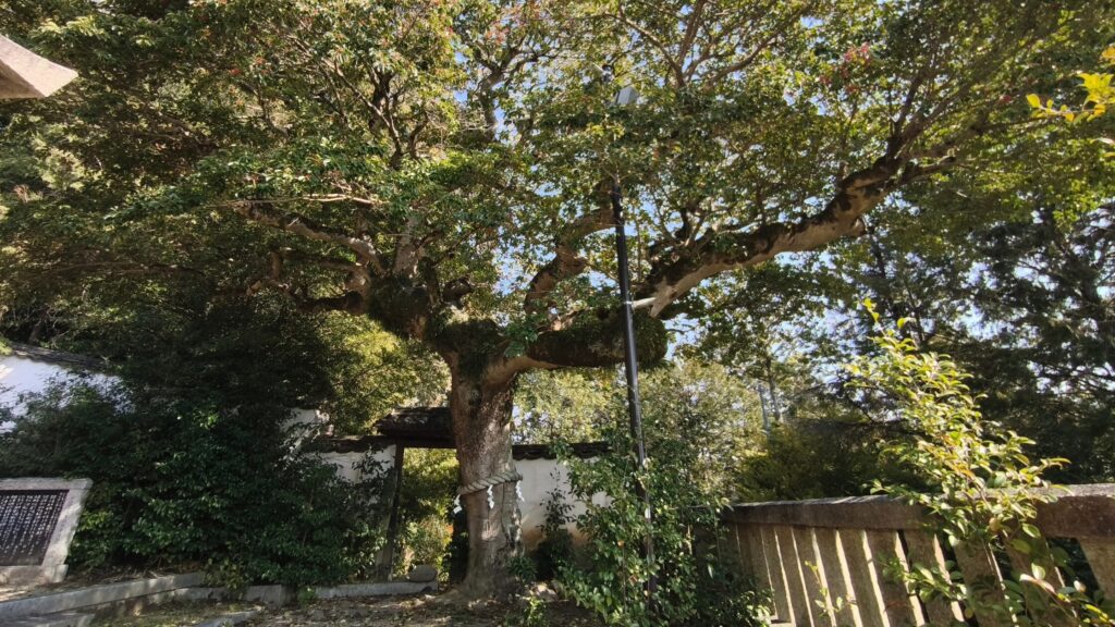 鶴崎神社 ご神木アクラ