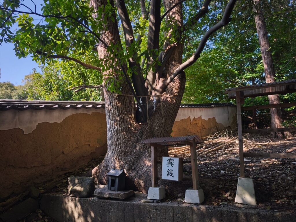 鶴崎神社 縁結びの木