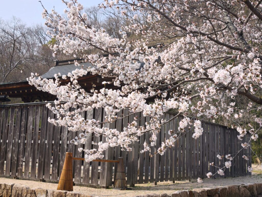 備前国総社宮 境内の桜