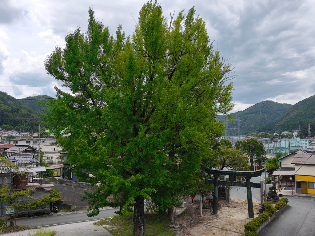 船川八幡宮 青銅の鳥居そばの銀杏