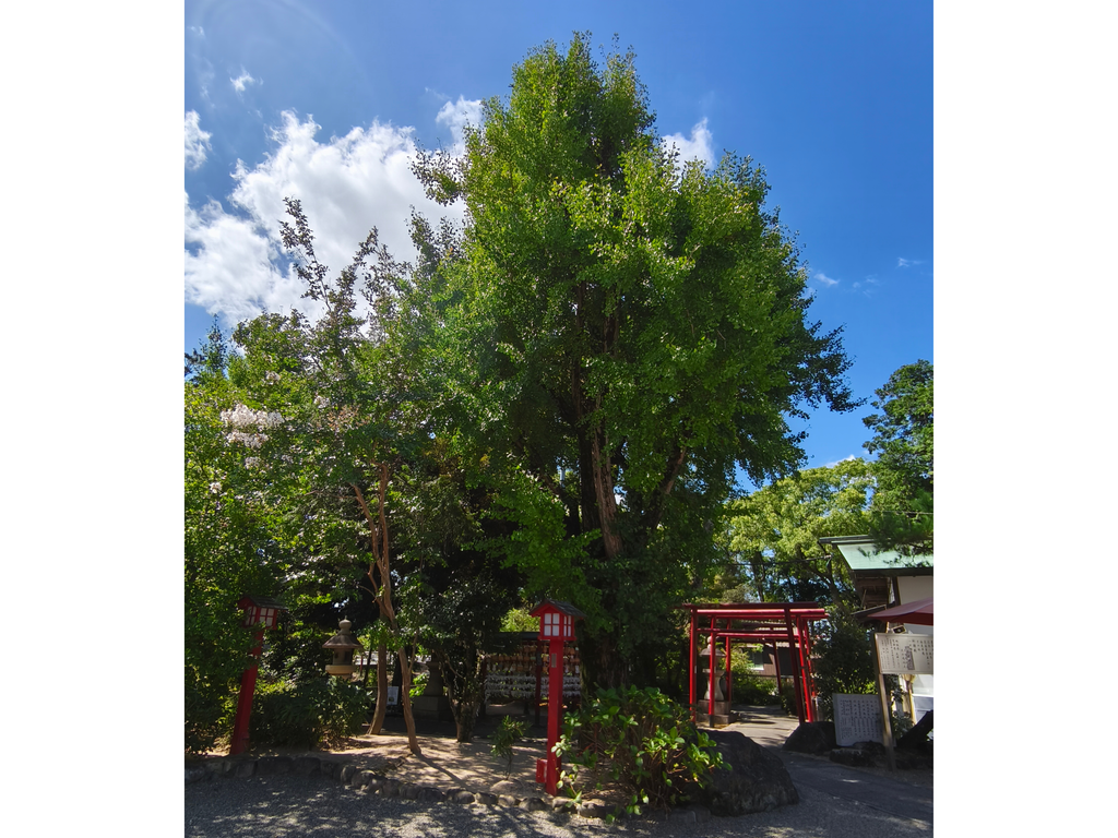 藤田神社 御神木の大銀杏